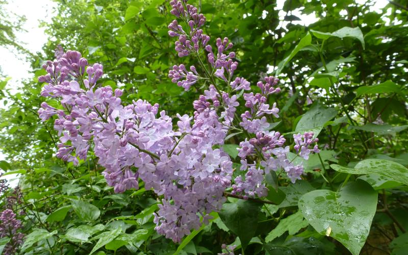 Majówka w Rezerwacie Archeologicznym Genius loci ( 2-5 maja 2024 r.)