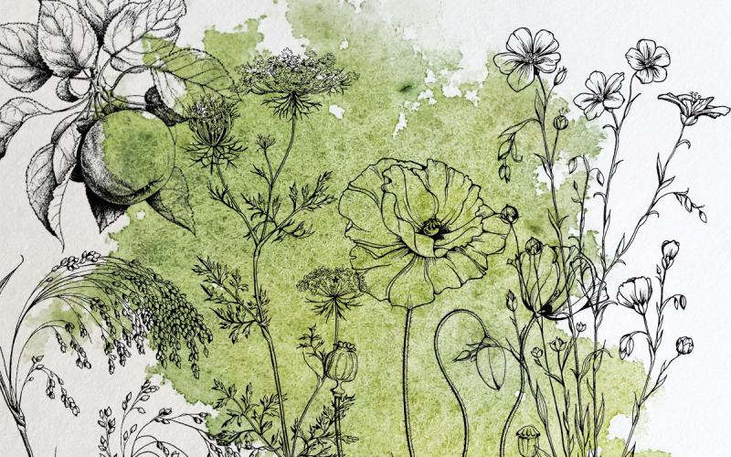 Słowiański zielnik - warsztaty online